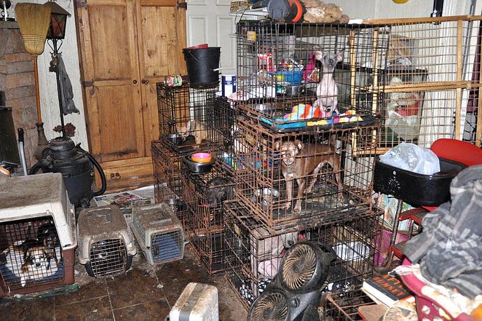 animal hoarding cleanup company