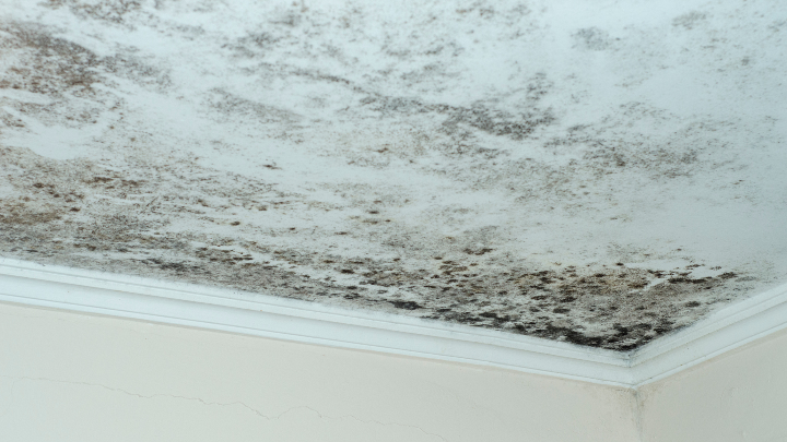 The Importance of Moisture Control in Mold Prevention