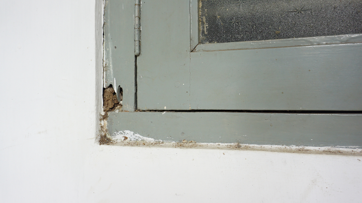 Safety Precautions When Dealing with Mold