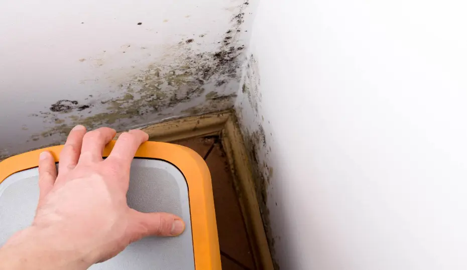Visible mold growth on a basement wall in a Myrtle Beach home due to excess moisture and poor ventilation.