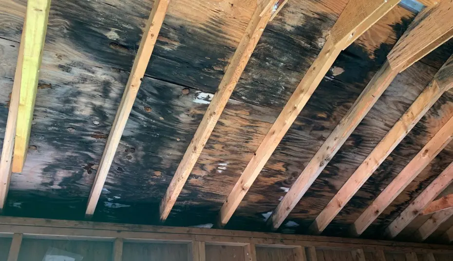 Virginia Beach homeowner learning about mold risks from the Tidewater region’s humid climate