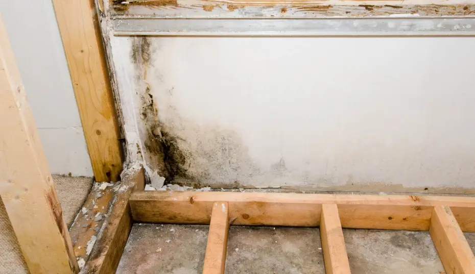 Spore-trap air sampling and tape-lift surface samples during mold testing in Virginia Beach, VA to define the problem before remediation.