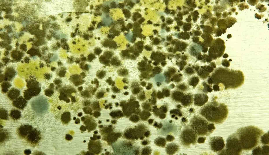 Late-summer humidity and warm nights create ideal mold conditions in Myrtle Beach, SC homes.