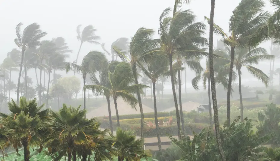 Hurricane season humidity and leaks raise mold risk in Myrtle Beach, SC homes.