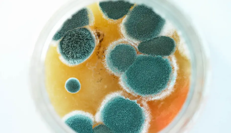 DIY mold test kit showing false positives—doesn’t pinpoint sources in Virginia Beach, VA homes.