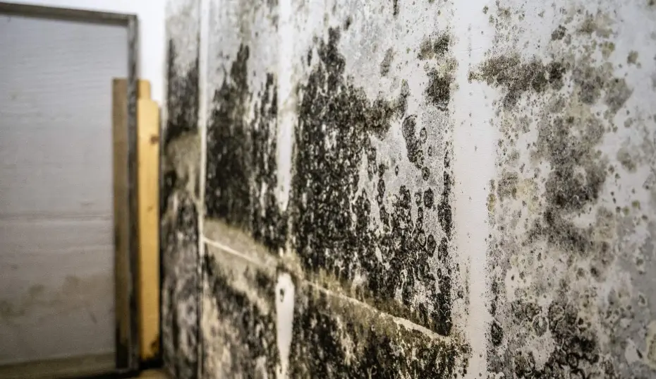 High crawl space humidity after fall rains can turn into spring mold in Virginia Beach, VA.